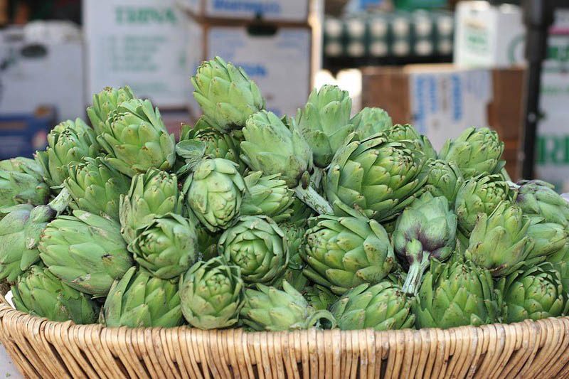 Globe artichoke, French artichoke, Green globe, Artichoke, Cynara scolymus, Cynara cardunculus