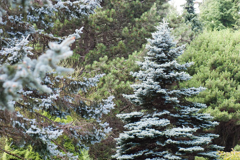 Picea pungens, Colorado Blue Spruce, Blue Spruce