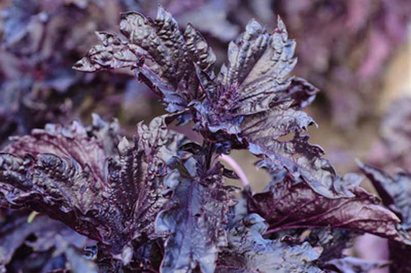 Ocimum basilicum var. purpurascens 'Purple Ruffles', Basil Purple Ruffles, Purple Basil 'Purple Ruffles', Purple Ruffles Basil
