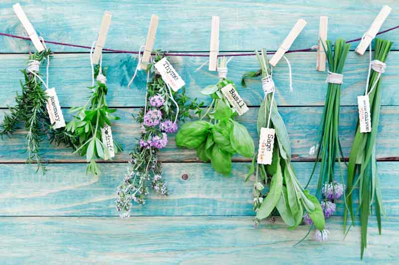 Rosemary, herb, Rosmarinus Officinalis, Salvia rosmarinus, fragrant shrub, evergreen shrub, Mediterranean Shrub, Perennial Shrub