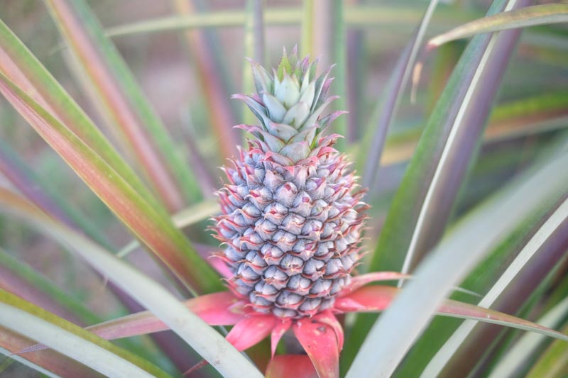 Pineapple, Pineapple Plant, Pineapple Fruit, Pina, Ananas, Ananas porteanus, Ananas comosus, Tropical Plant, Tropical Fruit