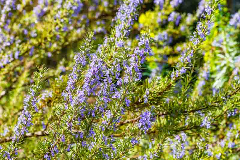Rosemary, herb, Rosmarinus Officinalis, Salvia rosmarinus, fragrant shrub, evergreen shrub, Mediterranean Shrub, Perennial Shrub