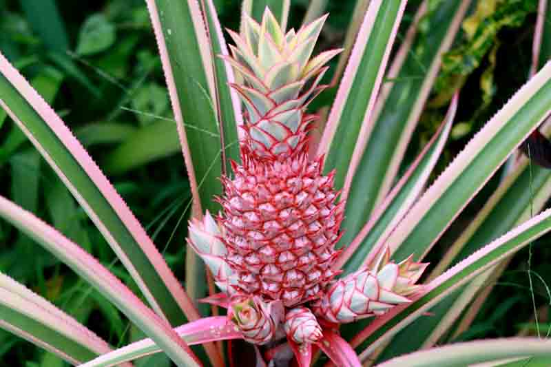 Pineapple, Pineapple Plant, Pineapple Fruit, Pina, Ananas, Ananas porteanus, Ananas comosus, Tropical Plant, Tropical Fruit