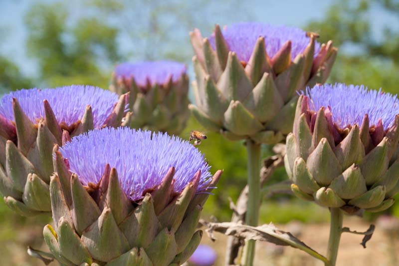Globe artichoke, French artichoke, Green globe, Artichoke, Cynara scolymus, Cynara cardunculus