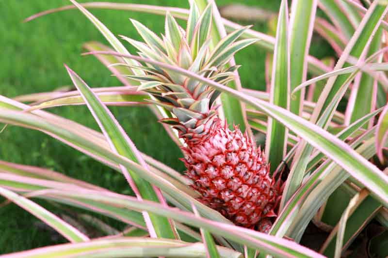 Pineapple, Pineapple Plant, Pineapple Fruit, Pina, Ananas, Ananas porteanus, Ananas comosus, Tropical Plant, Tropical Fruit