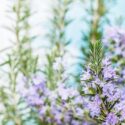 Rosemary, herb, Rosmarinus Officinalis, Salvia rosmarinus, fragrant shrub, evergreen shrub, Mediterranean Shrub, Perennial Shrub
