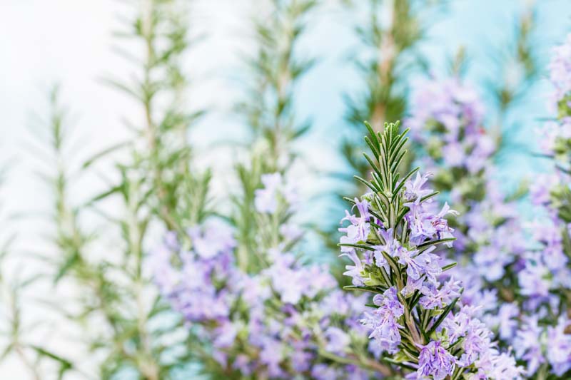 Rosemary, herb, Rosmarinus Officinalis, Salvia rosmarinus, fragrant shrub, evergreen shrub, Mediterranean Shrub, Perennial Shrub
