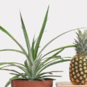 Pineapple, Pineapple Plant, Pineapple Fruit, Pina, Ananas, Ananas porteanus, Ananas comosus, Tropical Plant, Tropical Fruit