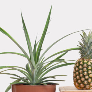 Pineapple, Pineapple Plant, Pineapple Fruit, Pina, Ananas, Ananas porteanus, Ananas comosus, Tropical Plant, Tropical Fruit