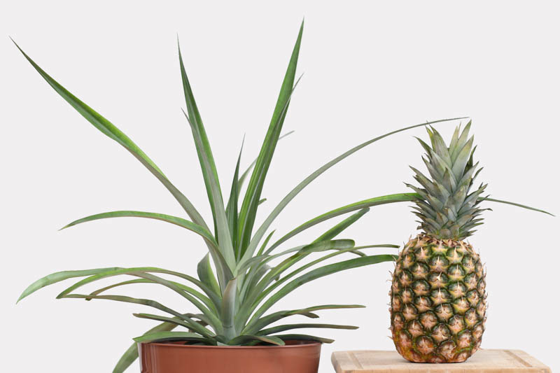 Pineapple, Pineapple Plant, Pineapple Fruit, Pina, Ananas, Ananas porteanus, Ananas comosus, Tropical Plant, Tropical Fruit
