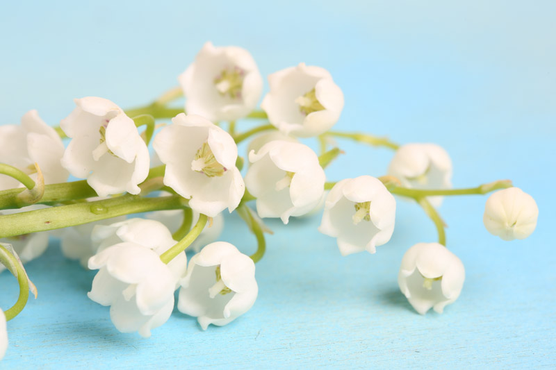 Lily of the Valley, Conval Lily, May Bells, May Lily, Our Lady's Tears, Lady's Tears, Convallaria Majalis,