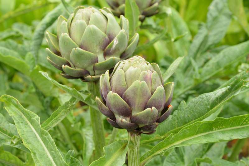 Globe artichoke, French artichoke, Green globe, Artichoke, Cynara scolymus, Cynara cardunculus