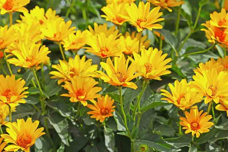 Jerusalem Artichoke, Canada Potato, Earth Apple, Girasole, Indian Potato, Pignut, Sunchoke, Helianthus tuberosus, Yellow Flowers, Yellow Perennials