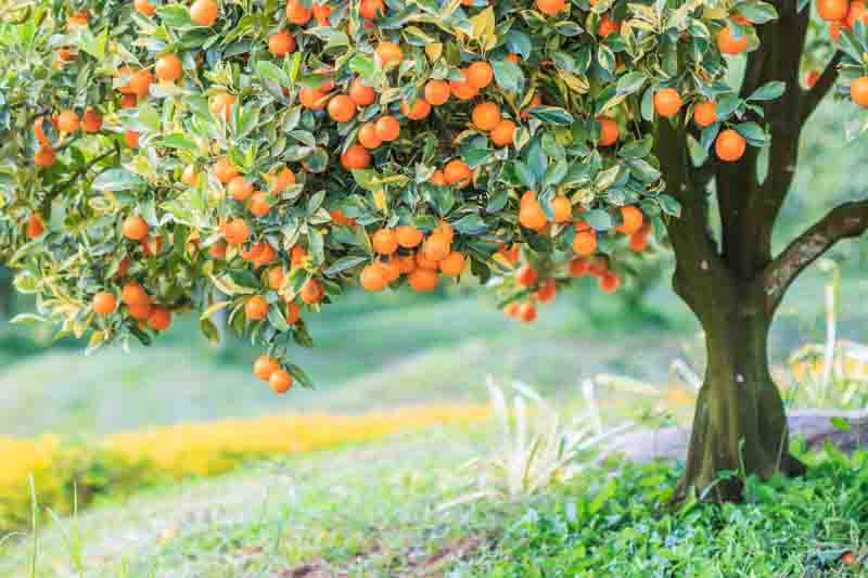 Orange, Oranges, Citrus, Citrus Fruit, Healthy Fruit, Fruits, citrus x sinensis