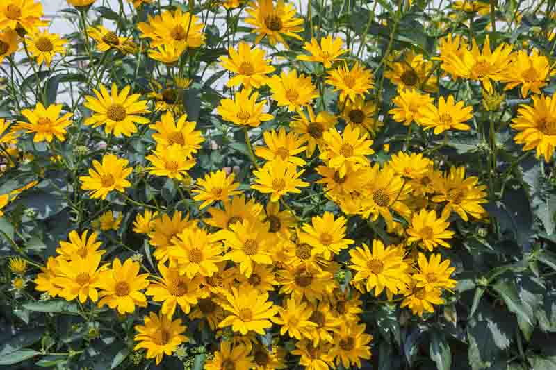 Jerusalem Artichoke, Canada Potato, Earth Apple, Girasole, Indian Potato, Pignut, Sunchoke, Helianthus tuberosus, Yellow Flowers, Yellow Perennials