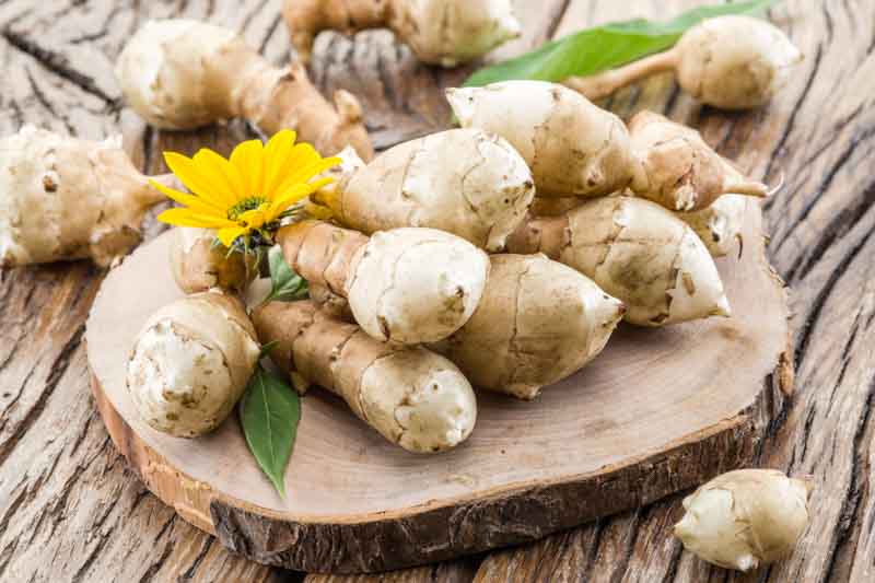 Jerusalem Artichoke, Canada Potato, Earth Apple, Girasole, Indian Potato, Pignut, Sunchoke, Helianthus tuberosus, Yellow Flowers, Yellow Perennials