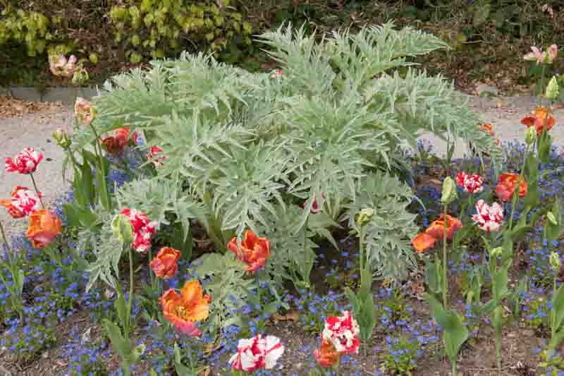 Globe artichoke, French artichoke, Green globe, Artichoke, Cynara scolymus, Cynara cardunculus
