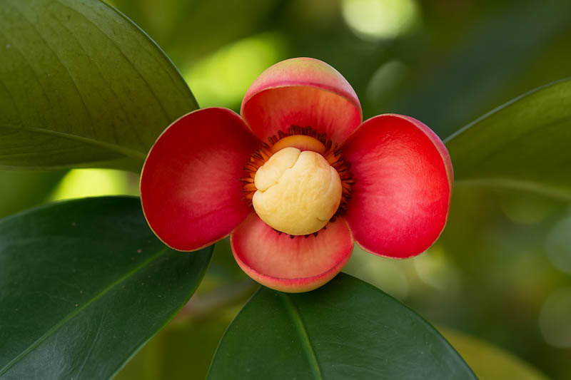 Mangosteen, Purple mangosteen, Queen of fruits, Manggis, Mangostán, Mangostán morado, Garcinia mangostana