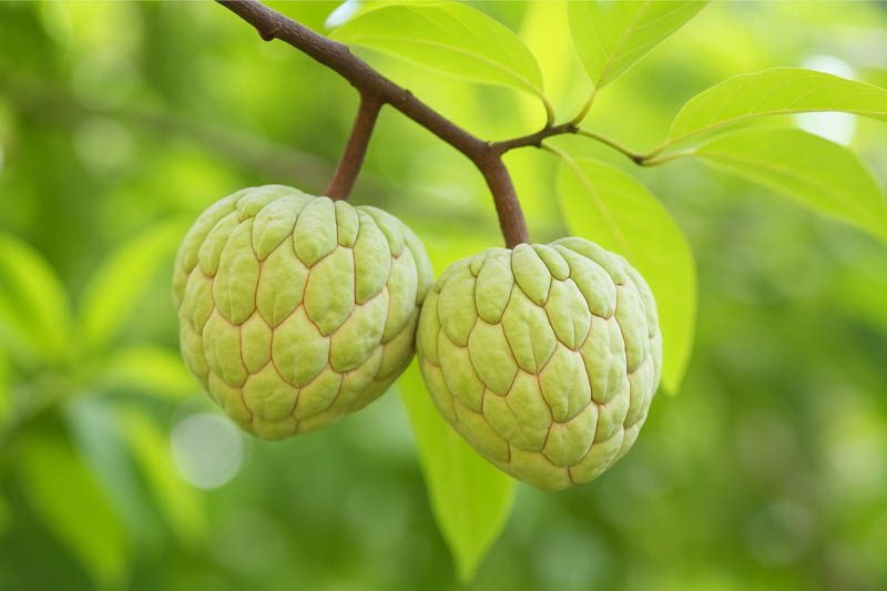 Cherimoya, Custard apple, Chirimoya, Cherimolia, Hanuman phal, Anona, Cherimolia, Annona cherimola