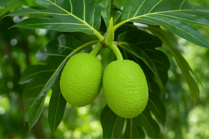 Breadfruit, Ulu, Rimas, Kulu, Sukun, Fruta-pão, Panapen, Pan de fruta, Pana, Uru, Mei, Kapiak, Uto, Kulu, Artocarpus altilis
