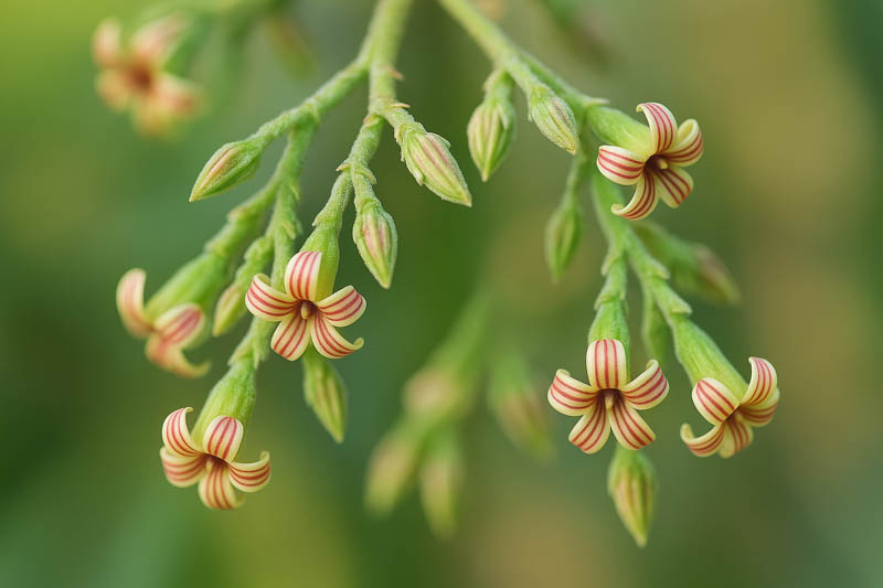 Cashew Flowers, Cashew, Cashew tree, Cashew nut, Cajueiro, Marañón, Caju, Merey, Anacardier, Anacardium occidentale