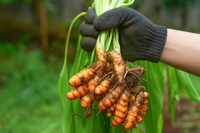 Turmeric, Indian Saffron, Yellow Ginger, Curcuma, Haldi, Kurkuma, Ukon, curcuma longa