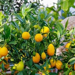 Limequat, Citrus Fruit, Citrus floridana, Orange Fruit