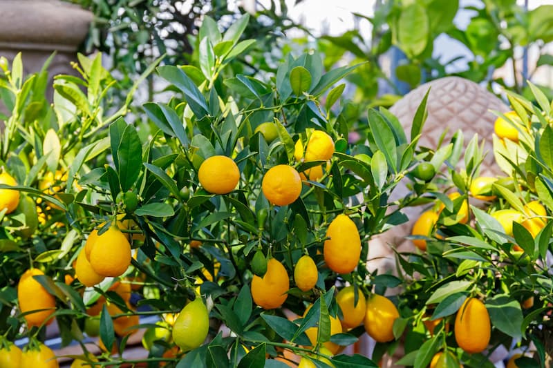 Limequat, Citrus Fruit, Citrus floridana, Orange Fruit