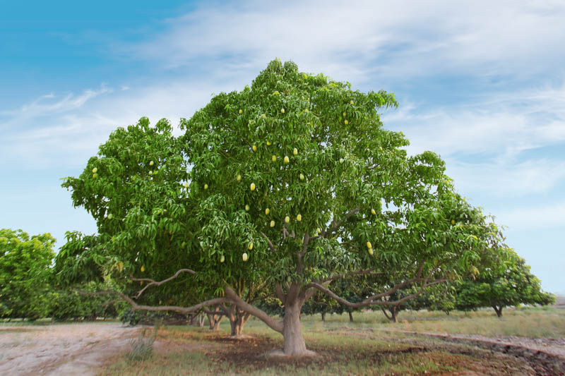 Mango, Mango Fruit, Mango Tree, Tropical Fruit, mangifera indica