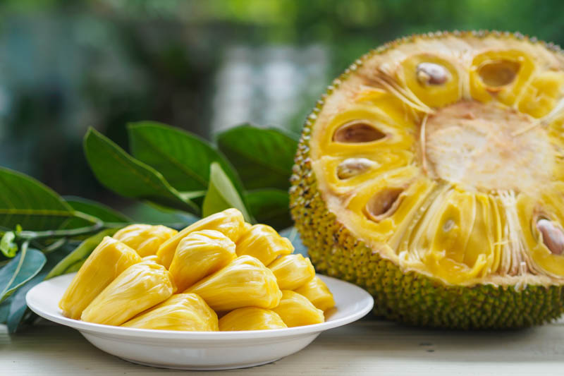 Jackfruit, Jakfruit, Kathal, Nangka, Jaca, Kanun, Langka, Artocarpus heterophyllus