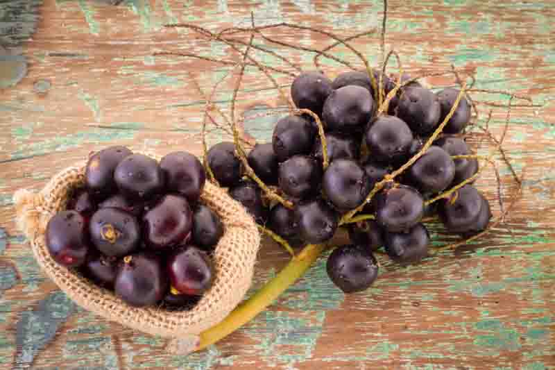 Acai, Acai Berries, Acai Fruit, Açaí palm, Acai, Assai, Cabbage palm, Palmito, Euterpe oleracea