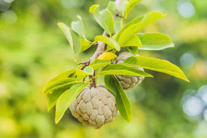 Cherimoya, Custard apple, Chirimoya, Cherimolia, Hanuman phal, Anona, Cherimolia, Annona cherimola