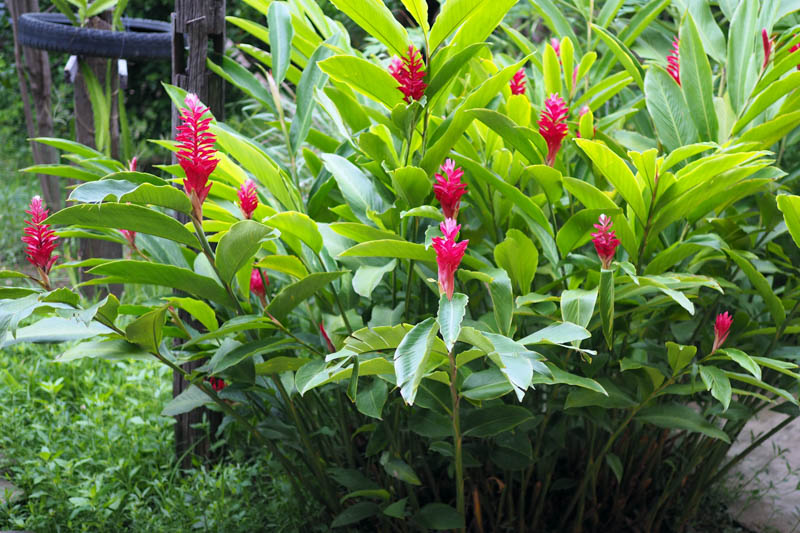 Red Ginger, Ostrich Plume, Pink Cone Ginger, Jungle King, Jungle Queen, Alpinia purpurata