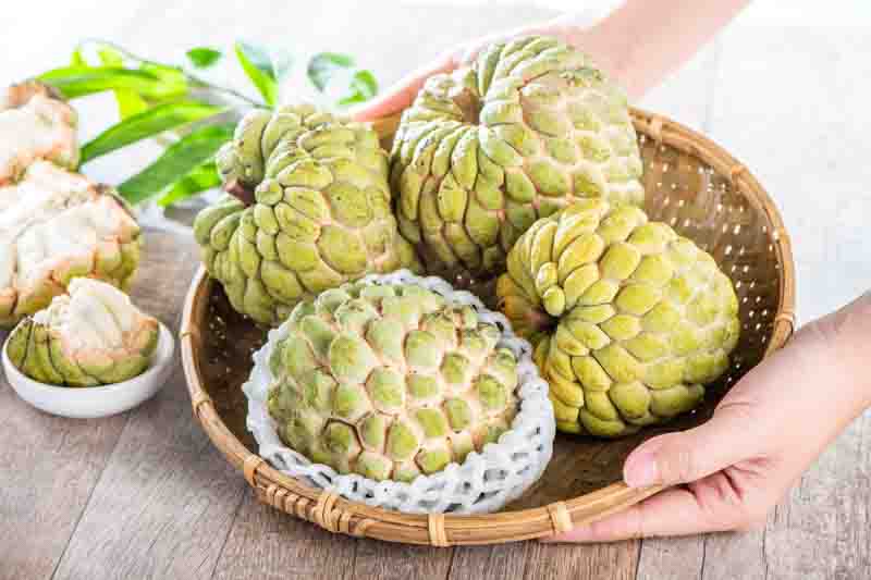 Cherimoya, Custard apple, Chirimoya, Cherimolia, Hanuman phal, Anona, Cherimolia, Annona cherimola