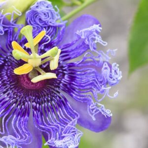 Maypop, Passiflora Incarnata, Wild Passion Flower, Apricot Vine, Purple Passionflower, Purple Passion Vine, Maypop, Blue Vines, Mediterranean Vines, Blue Flowers, Evergreen Vines