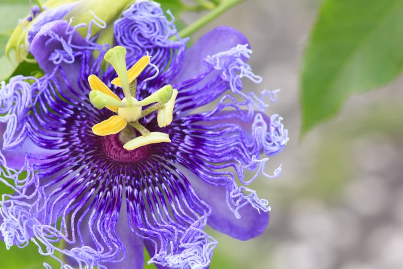 Maypop, Passiflora Incarnata, Wild Passion Flower, Apricot Vine, Purple Passionflower, Purple Passion Vine, Maypop, Blue Vines, Mediterranean Vines, Blue Flowers, Evergreen Vines