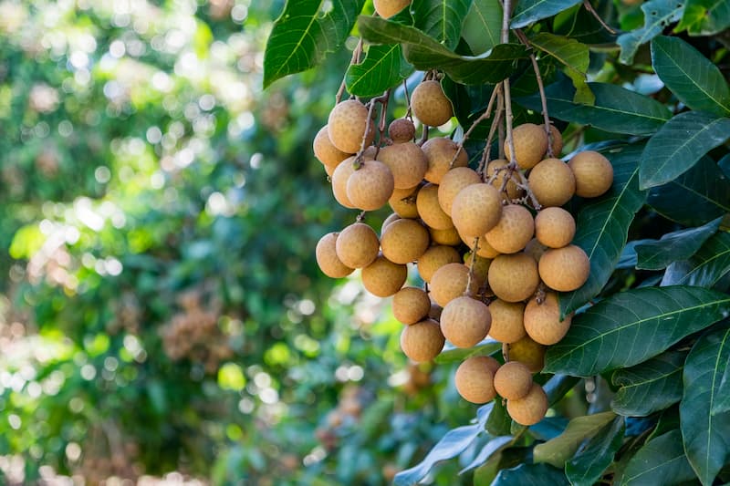 Longan, Dragon’s Eye, Mata Kucing, Lam Yai, Lengkeng, Lum Yai, Dimocarpus longan