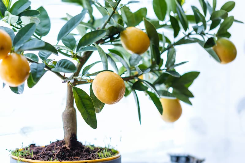 Lemon tree, citrus, citrus fruit, lemons, indoor tree, growing citrus indoors