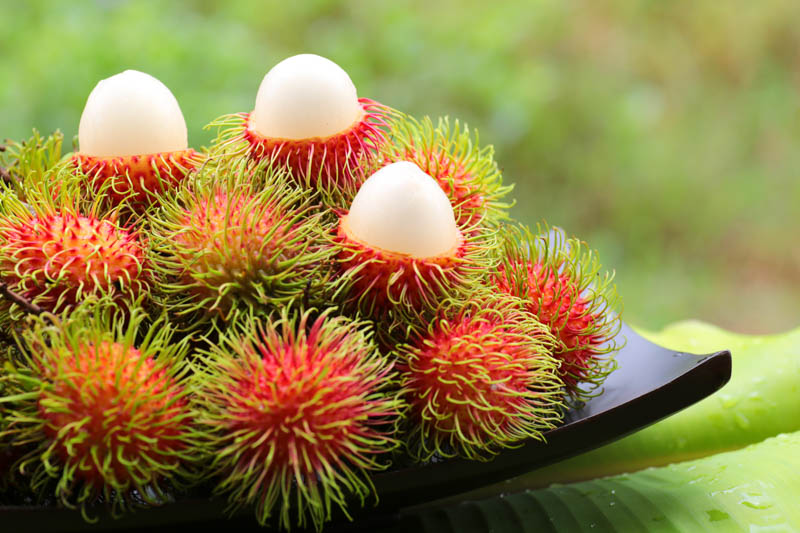 Rambutan, Ramboetan, Rambotan, Ramboutan, Ngo, Chôm chôm, Shao tzu, Mamón chino, Hairy lychee, Nephelium lappaceum