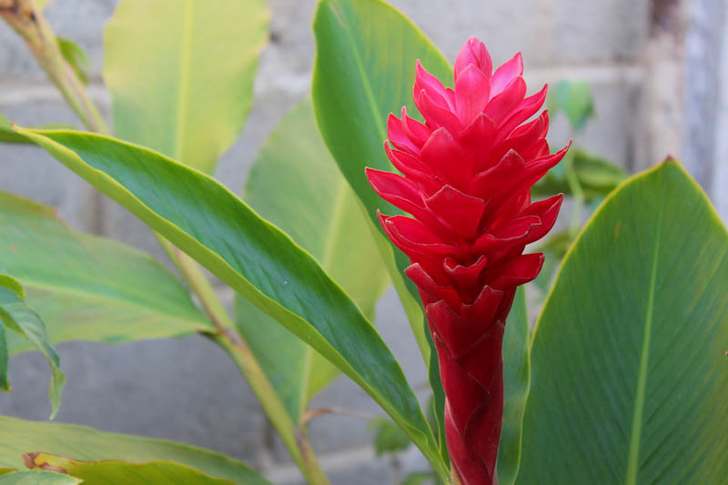 Red Ginger, Ostrich Plume, Pink Cone Ginger, Jungle King, Jungle Queen, Alpinia purpurata