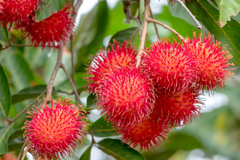 Rambutan, Ramboetan, Rambotan, Ramboutan, Ngo, Chôm chôm, Shao tzu, Mamón chino, Hairy lychee, Nephelium lappaceum