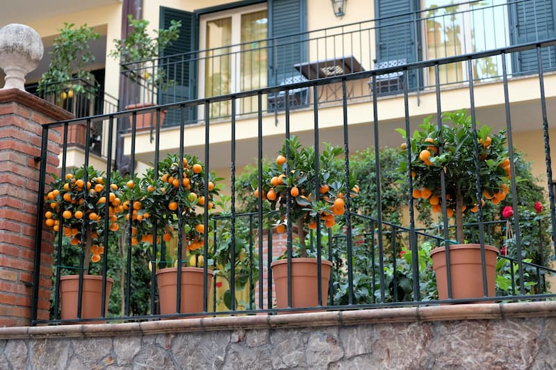 Calamondin, Calamansi, Philippine Lime, Panama Orange, Calamondin Orange, Philippine Lemon, Acid Orange, Golden Lime, Musk Orange, Calamandarin, Lemonsito, Limoncito, Calamonding
