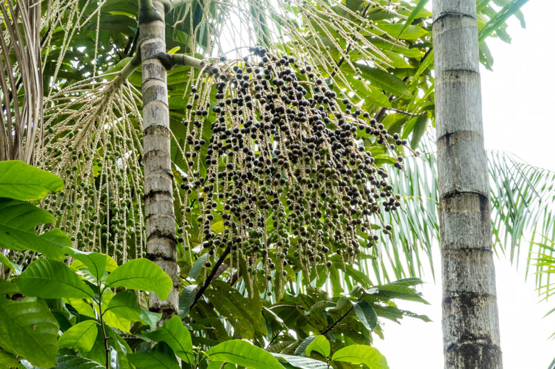 Acai, Acai Berries, Acai Fruit, Açaí palm, Acai, Assai, Cabbage palm, Palmito, Euterpe oleracea