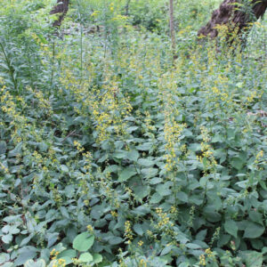 Zigzag Goldenrod, Broadleaf Goldenrod, Flexible Goldenrod, Solidago flexicaulis