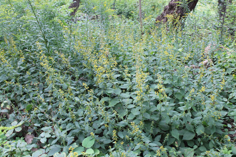 Zigzag Goldenrod, Broadleaf Goldenrod, Flexible Goldenrod, Solidago flexicaulis