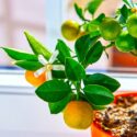 Calamondin, Calamansi, Philippine Lime, Panama Orange, Calamondin Orange, Philippine Lemon, Acid Orange, Golden Lime, Musk Orange, Calamandarin, Lemonsito, Limoncito, Calamonding