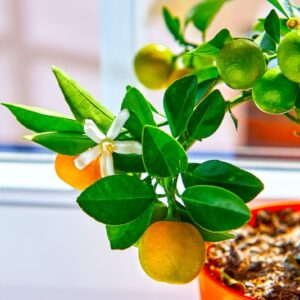 Calamondin, Calamansi, Philippine Lime, Panama Orange, Calamondin Orange, Philippine Lemon, Acid Orange, Golden Lime, Musk Orange, Calamandarin, Lemonsito, Limoncito, Calamonding
