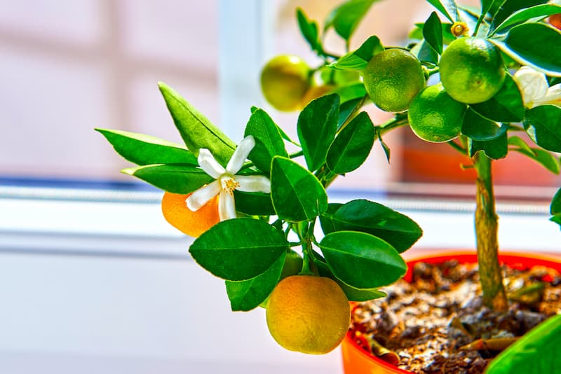 Calamondin, Calamansi, Philippine Lime, Panama Orange, Calamondin Orange, Philippine Lemon, Acid Orange, Golden Lime, Musk Orange, Calamandarin, Lemonsito, Limoncito, Calamonding
