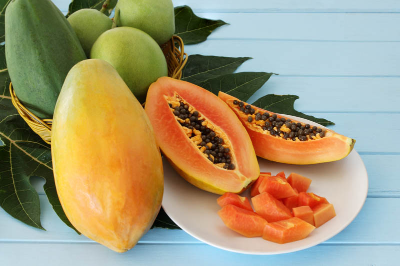 Papaya, Pawpaw, Papaw, Tree Melon, Melon Tree, Mamao, Fruta Bomba, Lechosa, Carica papaya