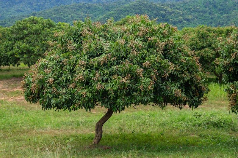 Longan, Dragon’s Eye, Mata Kucing, Lam Yai, Lengkeng, Lum Yai, Dimocarpus longan
